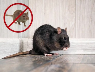 Rat & Rodent Control