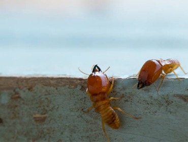 Termite Treatment