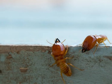 Termite Treatment Control